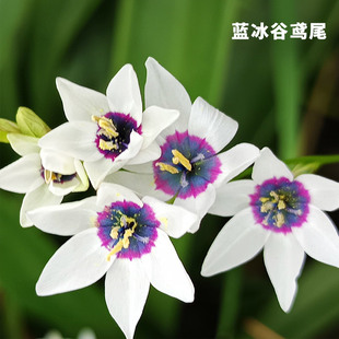 丁咔蓝冰谷鸢尾盆栽稀有球根花卉阳台庭院多年生秋植谷鸢尾种子