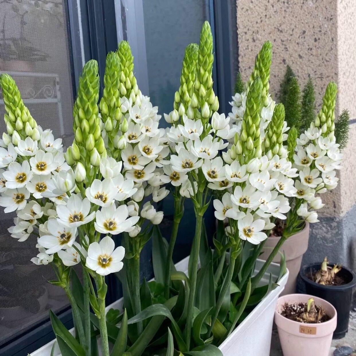 丁咔圣心百合白色种球万年青杜宾虎植物三七海葱四季盆栽种球花卉