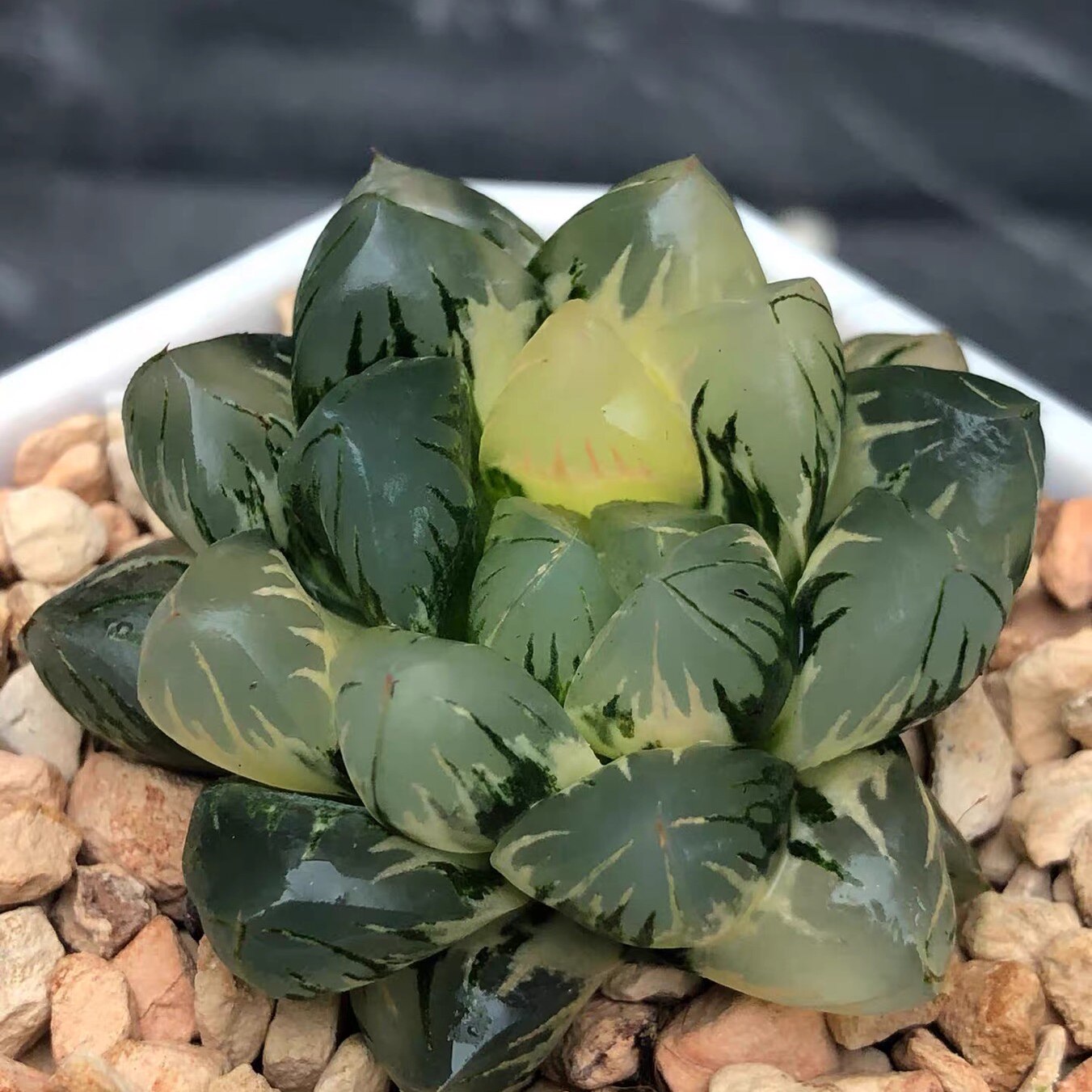 北极之光 十二卷属玉露多肉植物玉露适合室内阳台盆栽