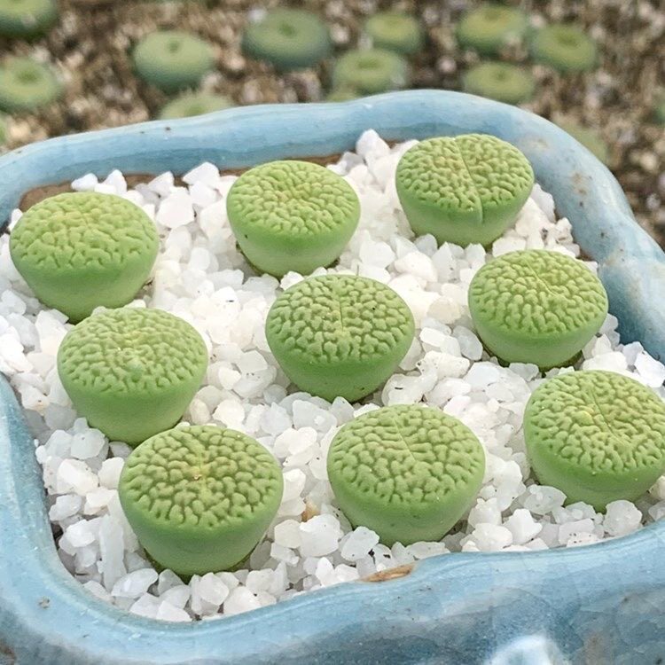 一物一拍3年巴厘生石花岛田绿