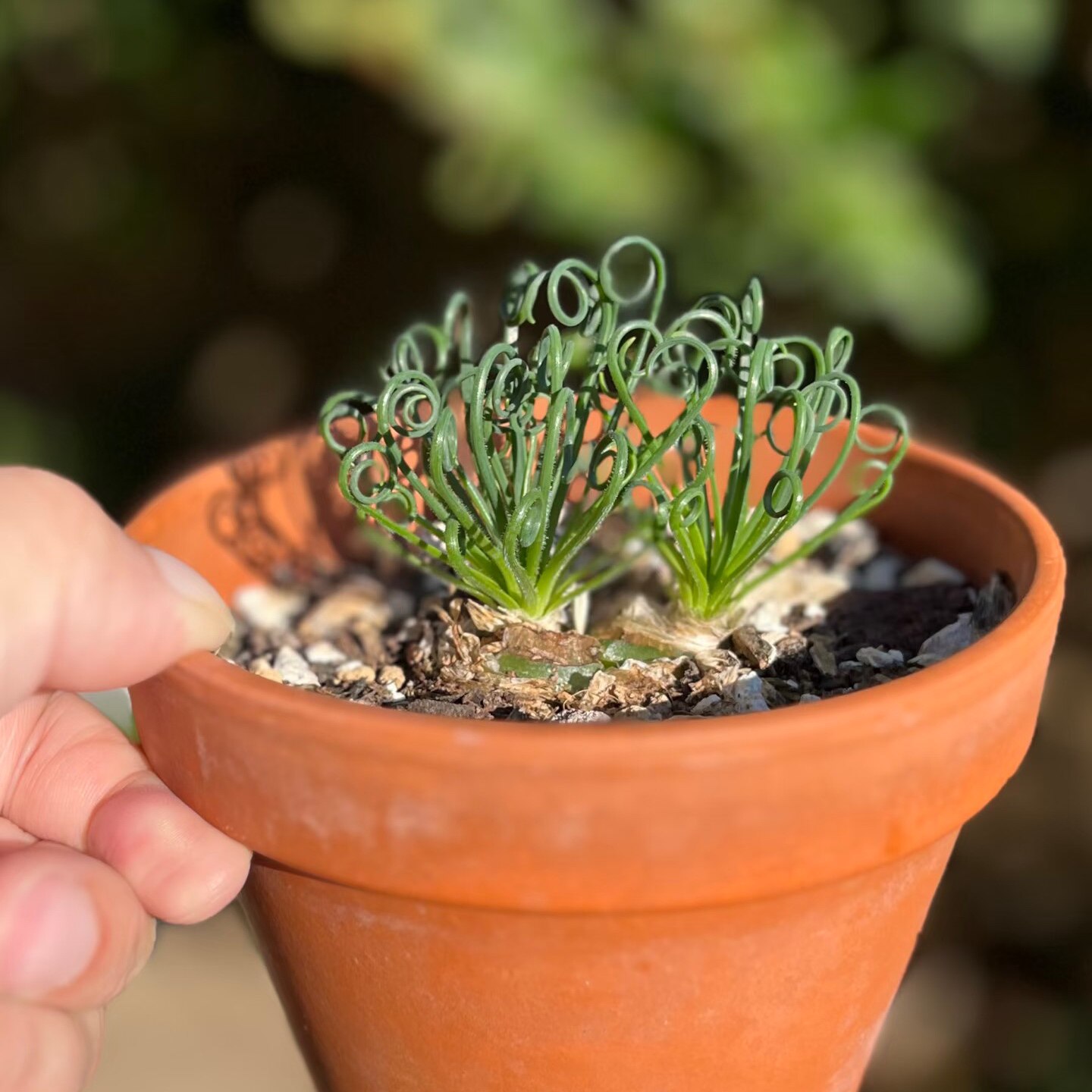 【丁咔】细毛叶弹簧草O属宽弹对版多肉植物球根块根品种基地直发