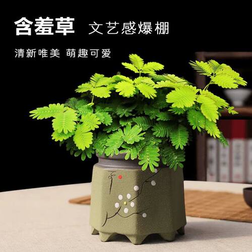 含羞草盆栽室内阳台植物四季可爱小植物花卉怕羞害羞易种趣味
