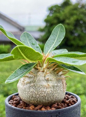 惠比大黑惠比须笑阳台花卉 块根植物开黄色花冷门多肉植物小盆栽