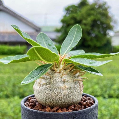 惠比大黑惠比须笑阳台花卉 块根植物开黄色花冷门多肉植物小盆栽