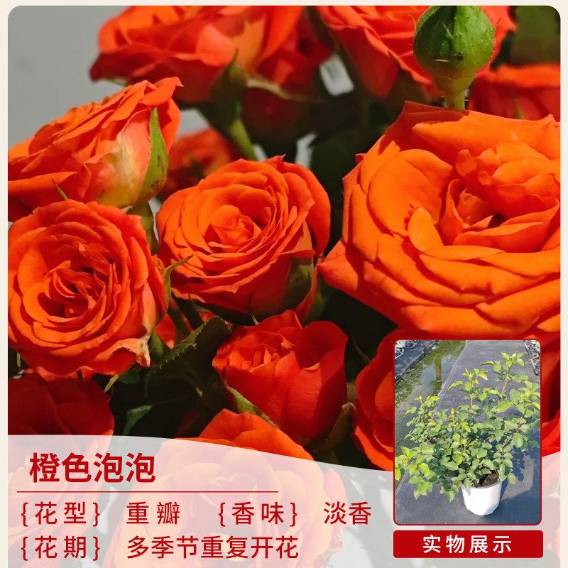 月季花苗盆栽植物带花苞庭院爬藤蔷薇灌木好养花卉绿植浓香玫瑰花