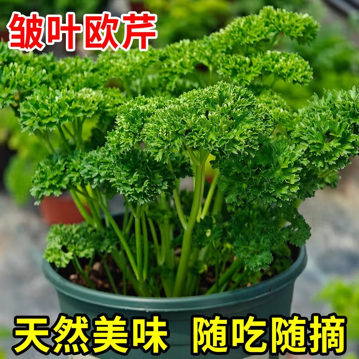 皱叶欧芹盆栽卷叶摩西小香芹西餐料理食材新鲜香草苗芹菜西式摆盘