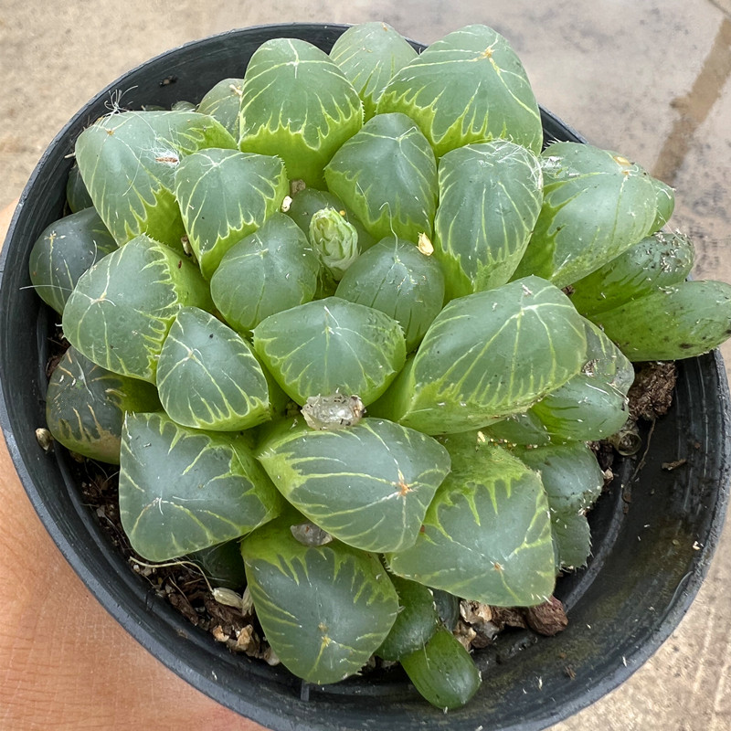 帝玉露十二卷属玉露多肉植物玉露适合室内阳台盆栽