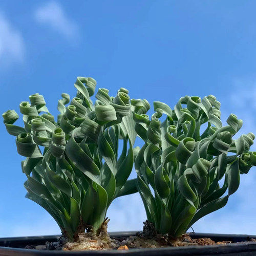 弹簧草稀有品种大棚基地多肉植物