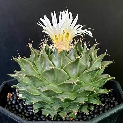 帝冠仙人球小苗稀有实生四大名球开花阳台庭院多肉植物室内小盆栽