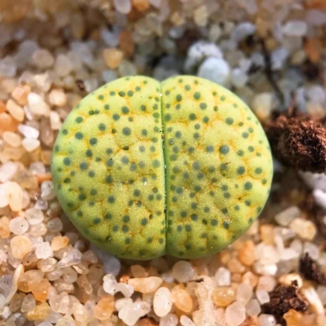生石花黄微纹办公室盆栽肉肉植物