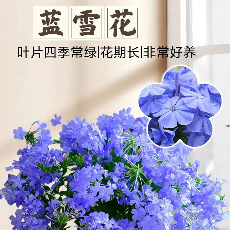 小苗庭院阳台花卉植物耐热懒人好养易活观赏花蓝雪花盆栽苗