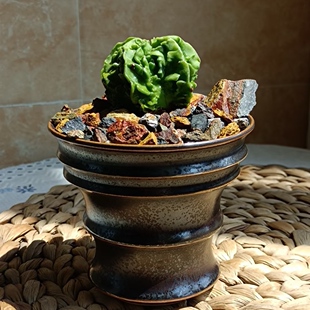 核桃鸾凤玉仙人球 实生琉璃无刺好养桌面植物盆栽开花阳台摆件