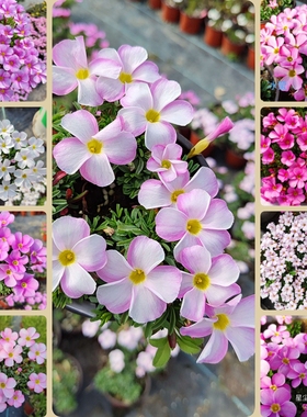 丁咔的小花园桃之辉酢浆草阳台盆栽易爆花小球根花卉ob炸酱草炸浆