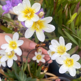 丁咔月光魔杖多年生秋植小球根春天开花阳台地栽种球