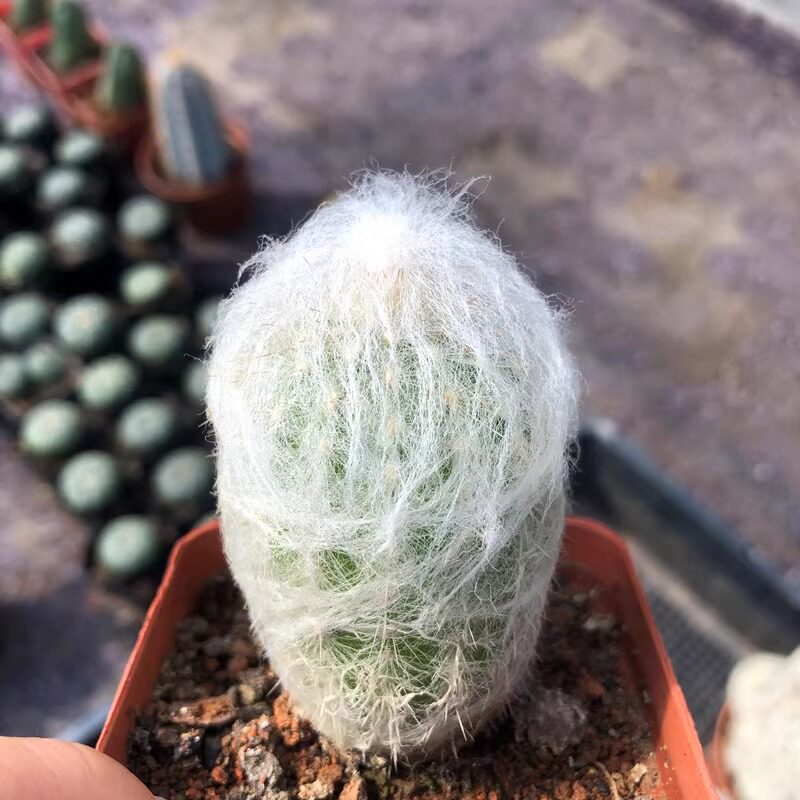 丁咔超大老乐柱仙人球仙人柱进口开花多肉植物室内桌面奇趣盆栽