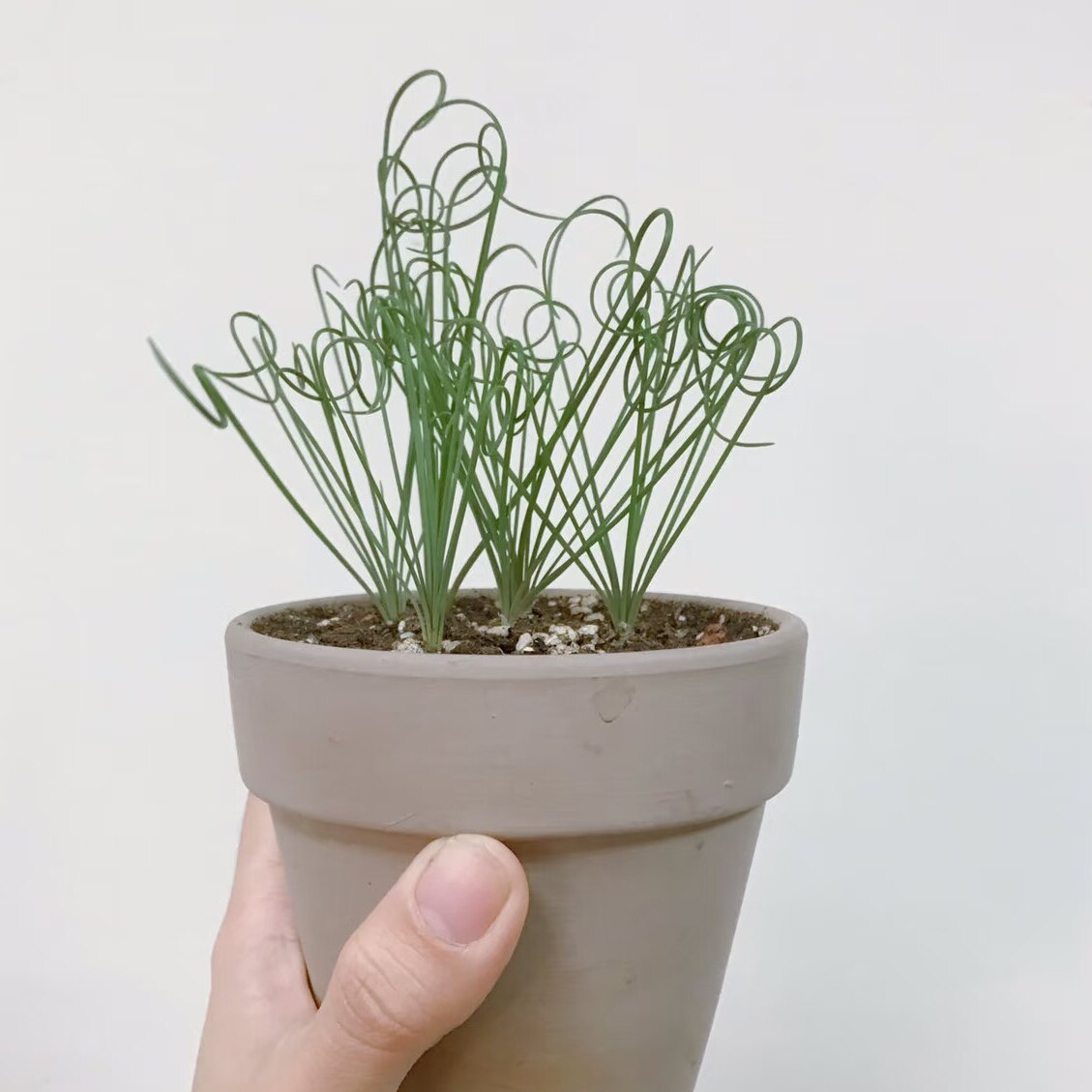 【丁咔】细毛叶弹簧草O属宽弹对版多肉植物球根块根品种基地直发
