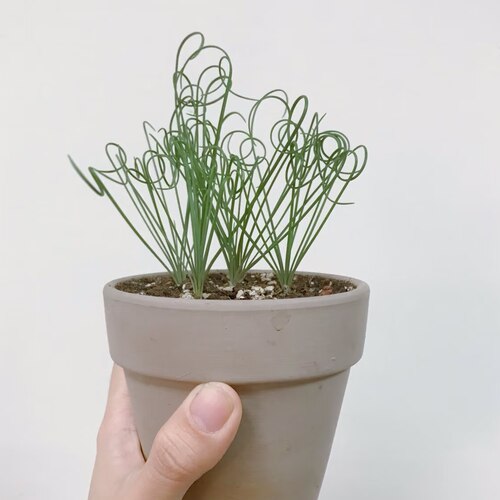 【丁咔】细毛叶弹簧草O属宽弹对版多肉植物球根块根品种基地直发