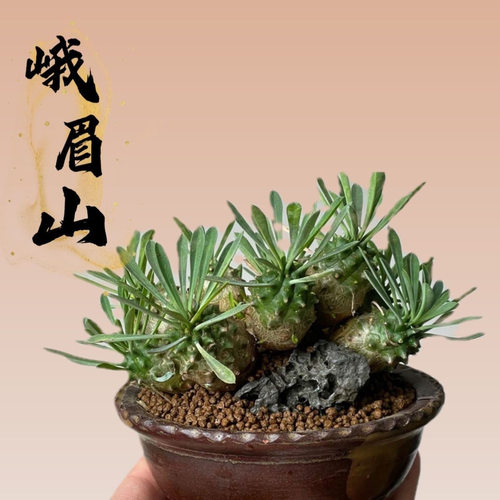 铁甲麒麟白桦峨眉山块根多肉植物