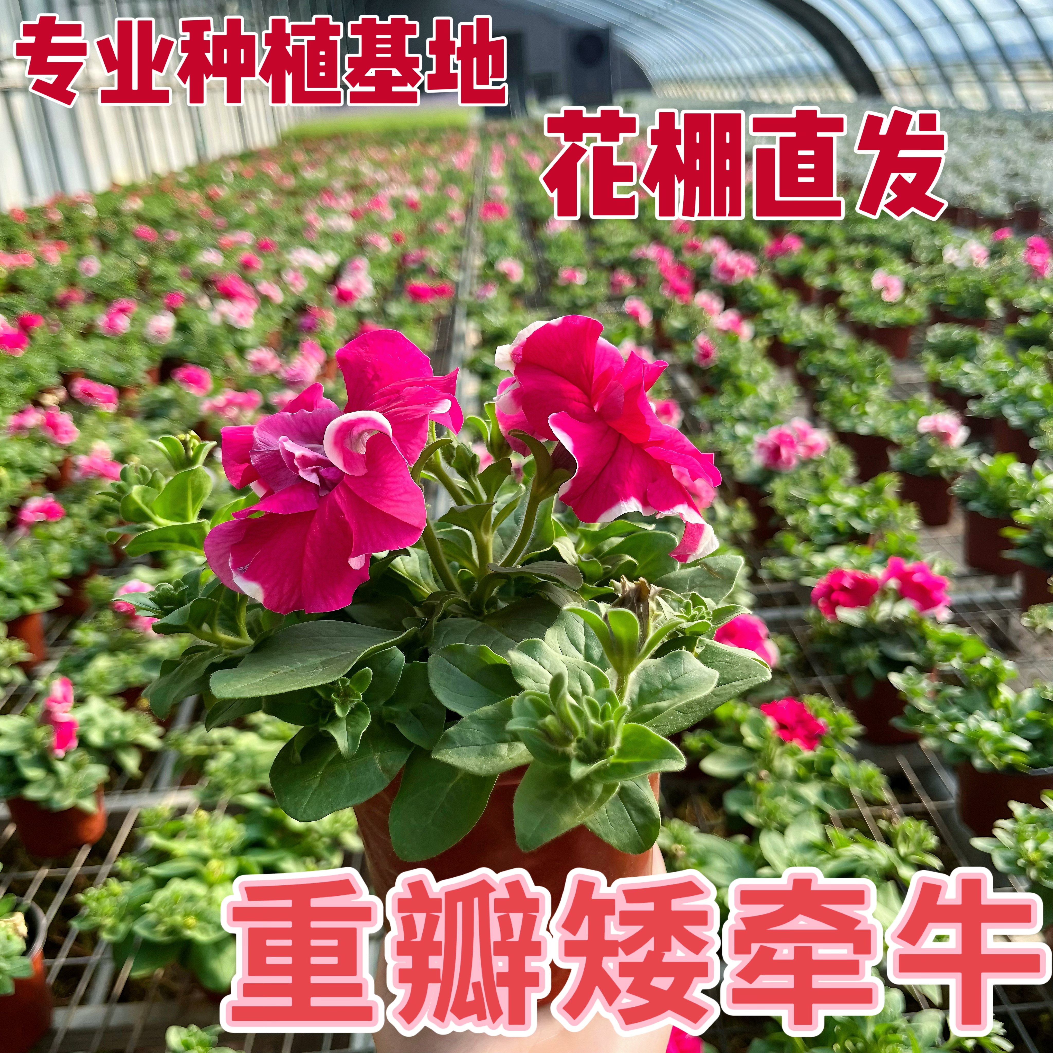 重瓣矮牵牛种植基地花卉盆栽多色时令草本植物庭院阳台盆景直发