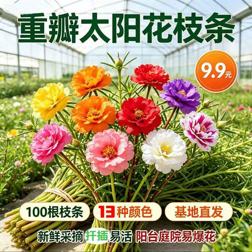 俏花田重瓣太阳花枝条13色易爆花