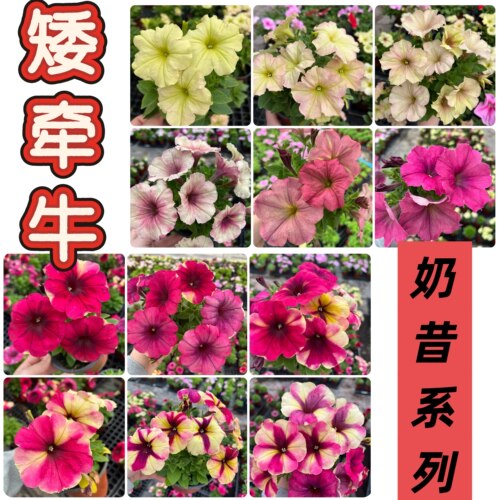 奶昔系列阳台耐寒盆栽多年生