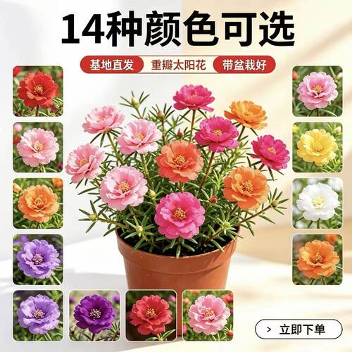 俏花田耐热重瓣太阳花四季开花