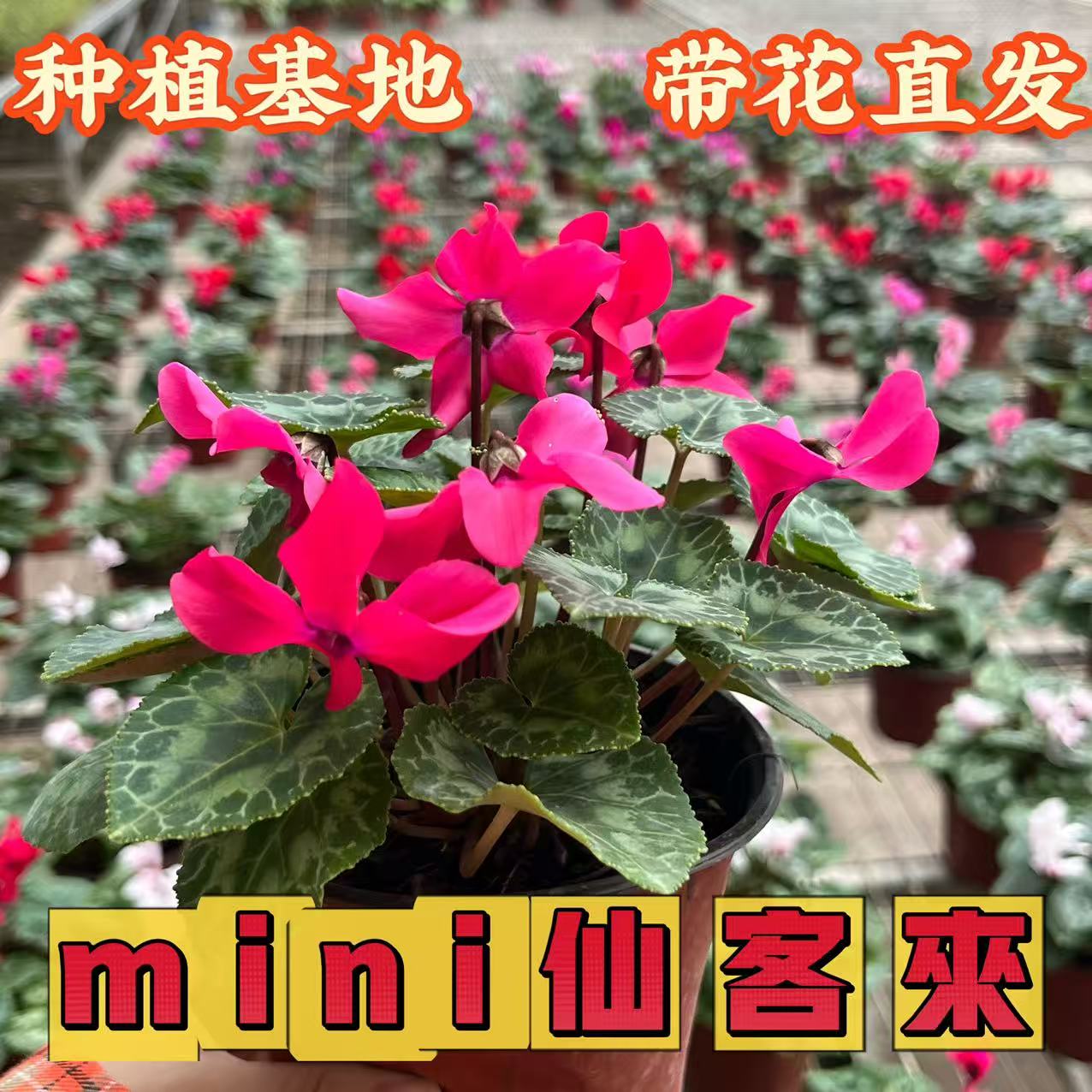 迷你仙客来盆栽带花长花期