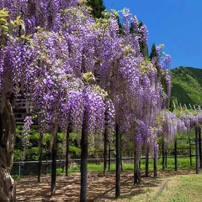 爬藤植物攀援庭院阳台围墙紫藤