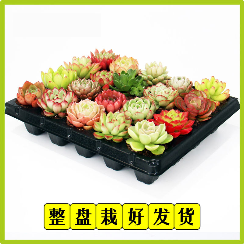 多肉植物淘宝天猫优惠券大全 品牌精品汇聚 价格大全移动版 最宠网 多肉植物淘宝天猫优惠券大全 品牌精品汇聚 价格大全移动版 最宠网
