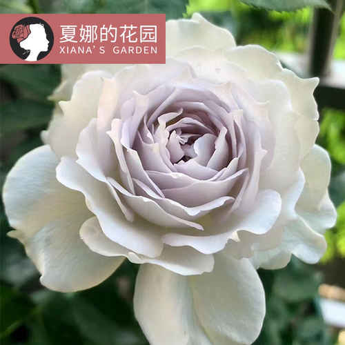 加百列大天使月季花苗浓香抗病