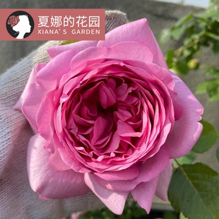 庞巴度月季 开花大花浓香可藤可灌阳台盆栽庭院地栽粉色 花苗多季