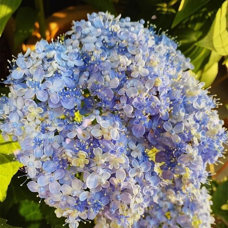 三河千鸟绣球花苗阳台盆栽室外庭院地栽观花灌木花卉易养易活新品