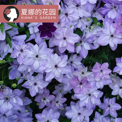 倒影铁线莲大花爬藤花卉耐寒植物