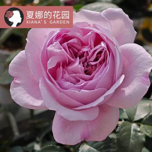 卡伦月季花苗多季开花蓝紫色灌木