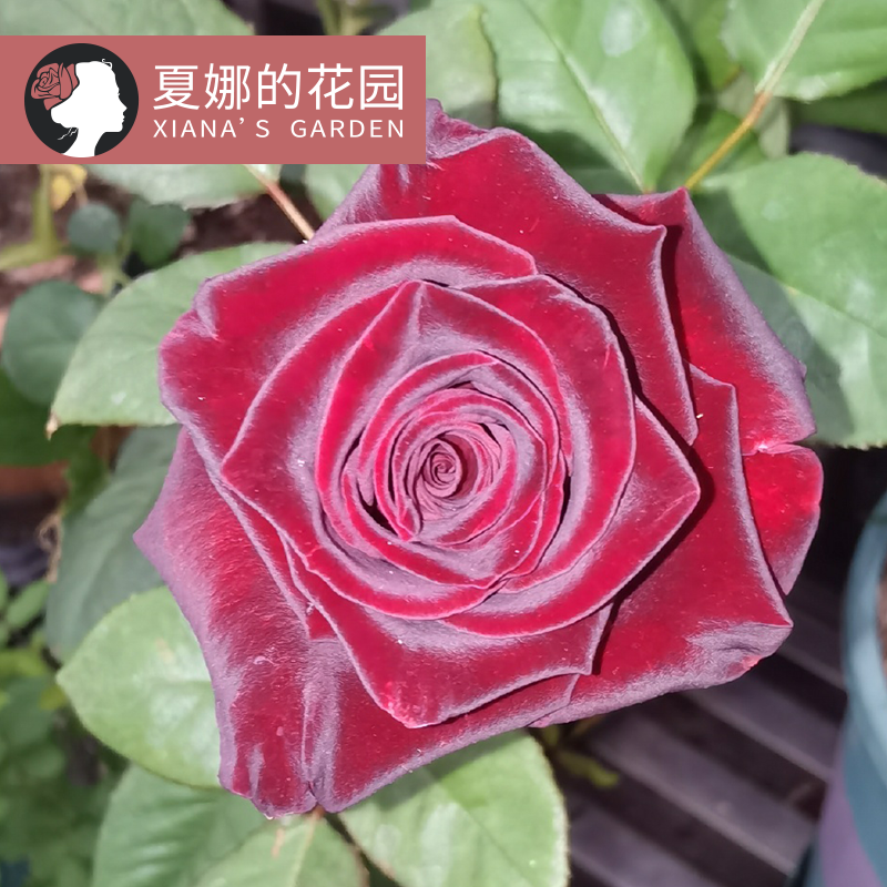 黑巴克月季多季开花阳台盆栽户外庭院地栽灌木花卉黑红色丝绒带盆