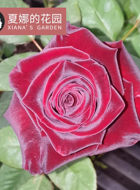 黑巴克月季多季开花阳台盆栽户外庭院地栽灌木花卉黑红色丝绒带盆