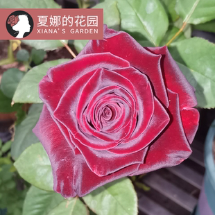 黑巴克月季 开花阳台盆栽户外庭院地栽灌木花卉黑红色丝绒带盆 多季
