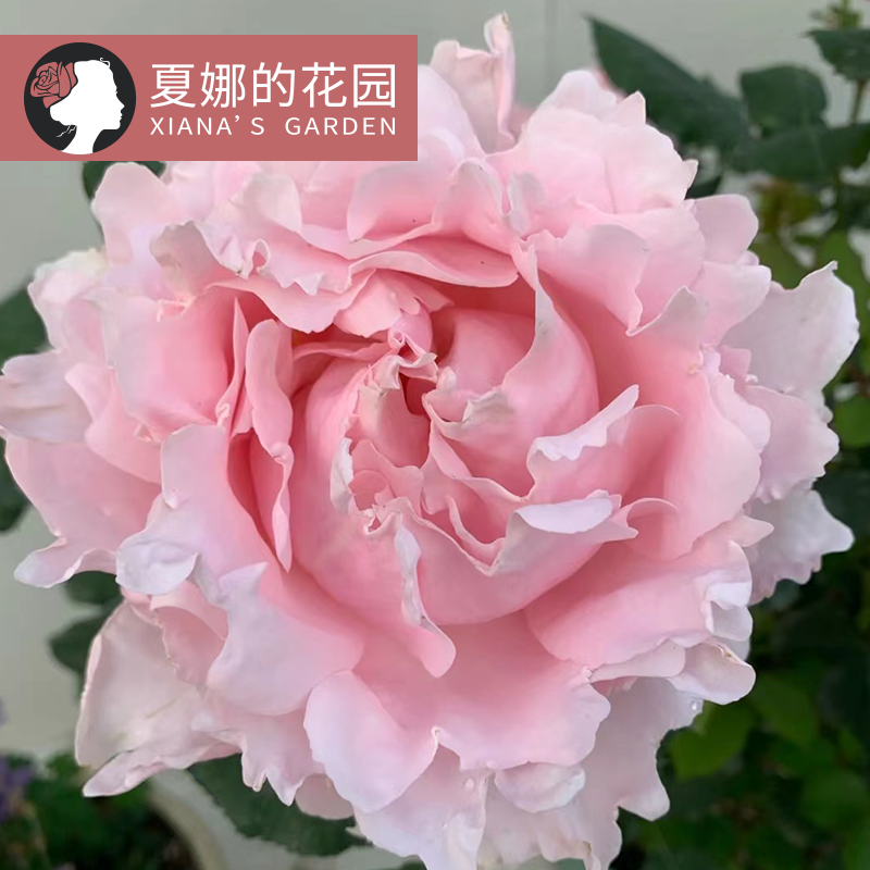 索菲罗莎月季大花浓香灌木