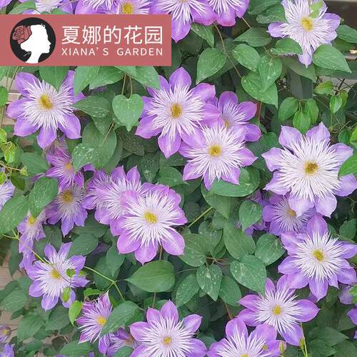 水晶喷泉铁线莲大苗易爆盆好养
