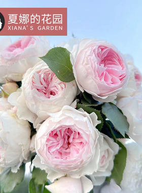 克里斯蒂娜公爵夫人尘世天使月季阳台盆栽丰花抗病浓香地栽可爬藤