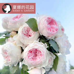 克里斯蒂娜公爵夫人尘世天使月季 阳台盆栽丰花抗病浓香地栽可爬藤