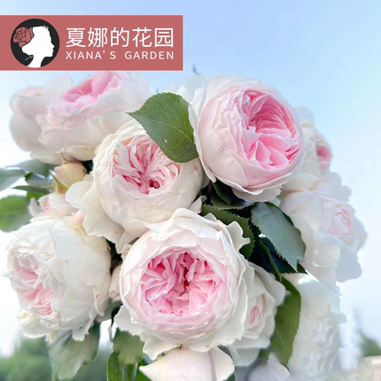 克里斯蒂娜公爵夫人尘世天使月季阳台盆栽丰花抗病浓香地栽可爬藤