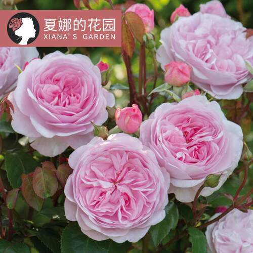 奥利维亚月季大花浓香抗病灌木