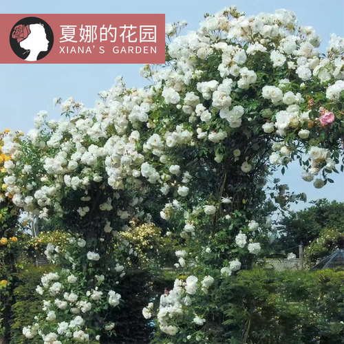 藤冰山月季多季开花白色浓香欧月