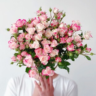 折射月季花苗多季开花切花多头玫瑰阳台盆栽庭院地栽耐开单花期长