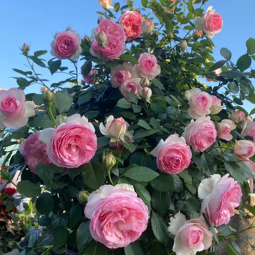 粉色龙沙宝石月季爬藤花卉植物
