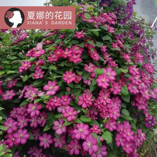 里昂村庄铁线莲单瓣大花爬藤花卉