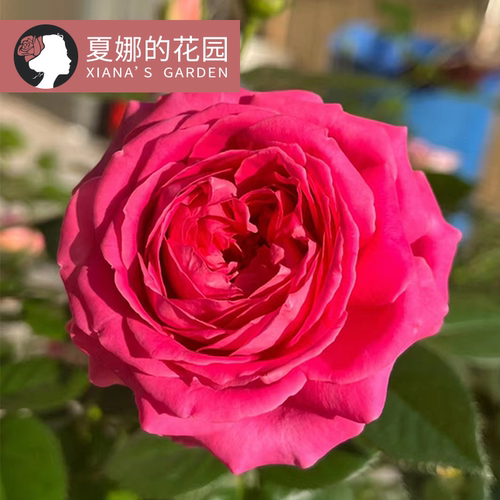 特拉方特大花浓香勤花抗病