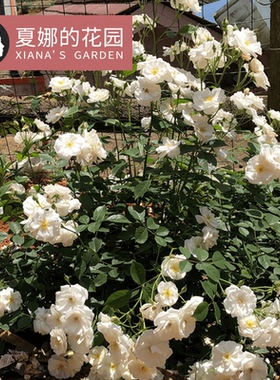 白帆之冬月季花苗多季开花勤花抗病低维护品种白色小藤本灌木花卉