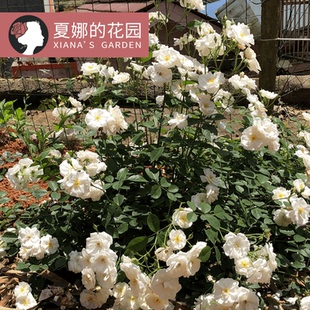 白帆之冬月季花苗多季开花勤花抗病低维护品种白色小藤本灌木花卉